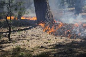 Общество FESBC принимает участие в заготовке сожжённой древесины для использования в биоэнергетике