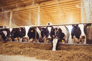 Две американские молочные компании объединились с Farm Powered Strategic Alliance